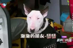 黄渤看到一只狗和孙红雷撞脸, 这相似程度也没谁了视频封面