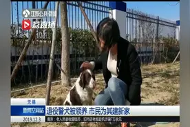 无锡警方招募退役警犬领养人 她从498户意向家庭中脱颖而出视频封面