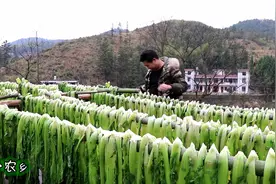 600斤芥菜吃不完，小伙教你存储，先煮后晒，不用盐，放3年不会坏