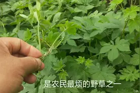 来看看“拉拉秧”都有哪些用途和保健功效.你们知道吗？视频封面