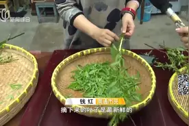 舌尖上的春味！南通：杨柳嫩芽摊成饼滋味独特，摘叶子也有讲究！视频封面