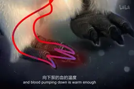 动物奇门功夫：企鹅为什么不怕冻脚？视频封面