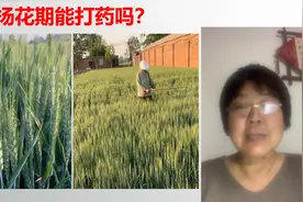 小麦扬花期能打药吗？什么是扬花期？扬花期打农药减产吗？视频封面