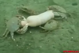 海底世界：大闸蟹狩猎视频封面