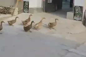 隔壁鸭子每天早上来邻居家呼喊小伙伴们一起出去玩图片