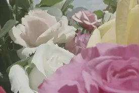 传递美好生活！京东冷链让鲜花“新鲜”快速到家视频封面