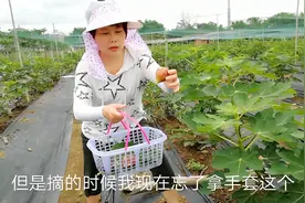 无花果煲汤你喝过吗？娇姐去摘无花果，几乎都裂开口，能吃吗？视频封面