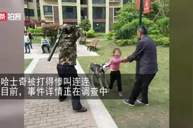 实拍湖南一小区“二哈”死死咬住小女孩，被一男子持棍猛打才松口视频封面