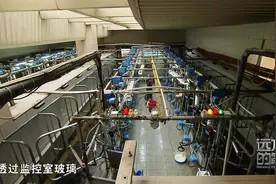 参观乌克兰奶牛养殖场，品尝新鲜牛奶视频封面