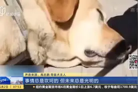 事件追踪！拒绝导盲犬乘车后续！导盲犬的主人：公交公司已道歉视频封面