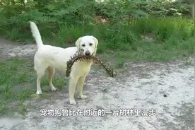 惊奇时刻，神探狗在森林中发现奇怪的动物脊椎视频封面