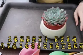 多肉植物盆栽 花月夜搭配马卡龙盆快速上盆教程 成品美极了视频封面