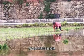 实拍江西农村插秧，方法虽然传统，但是产量提高视频封面