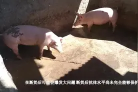 猪圆环病毒不用怕，养猪人谨记这几点，药到病除恢复快视频封面