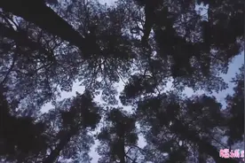 号称九千岁，全世界最老的树木，长啥样？视频封面