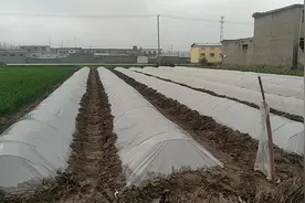 辣椒什么时间育苗？育苗后多长时间发芽？这都是有一定的规律视频封面