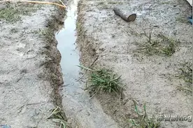 小鸡眼睛冒泡，原来是连续降雨导致的，这种病既然还没有药视频封面