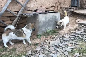 小狗离开妈妈半年了，当它再次来到妈妈身边时，妈妈还能认出它吗视频封面