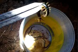 晚上野外捡蜈蚣，方法很简单就像捡钱一样，每天也能捡几十块钱视频封面