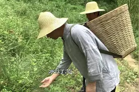在农村常见的草，很多人不知道它的功效视频封面