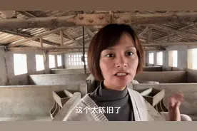 想养猪的看过来，这种猪圈的设计不错，两三万也可以开始创业养猪视频封面