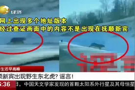 抚顺新宾出现野生东北虎？抚顺网警巡查执法辟谣：该视频是谣言视频封面