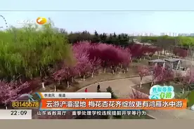 西安浐灞湿地公园：梅花杏花齐绽放更有鸿雁水中游|都市快报0310视频封面