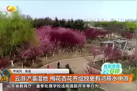 西安浐灞湿地公园：梅花杏花齐绽放更有鸿雁水中游|都市快报0310视频封面