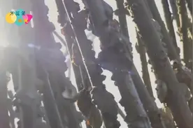 生蚝究竟是怎么养殖的？来看看福建霞浦县的古人养殖法：扦竹养蛎视频封面