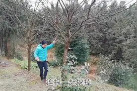 特殊时期先待在老家，把每年硕果累累的李子树砍掉了，来看看原因视频封面