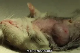 仓鼠长了2个肉瘤，奄奄一息，主人没有放弃，因为仓鼠没有放弃视频封面