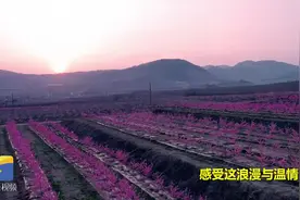 面朝大海春暖花海！威海港城石岛开启赏花模式，快来共赴春日之约视频封面