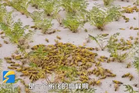 协助“巴铁”灭蝗“特战队”长啥样？来看看山东这些硬核灭蝗技术视频封面