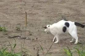 高清视频猫咪遇上蛇，农村长大的应该都见过视频封面