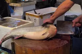 香港西环鱼王生劏懵仔鱼，一百港币就有一份，拿来打火锅一流