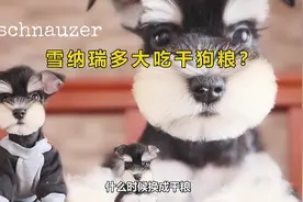 很多人问的小狗多大可以吃干狗粮？今天讲讲这个视频封面