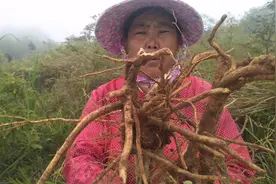 农村大姐上山帮哥哥找一种中药黄栀？清热去火解毒，村里用处广泛视频封面