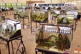 60cm草缸造景大全，看了以后突然给了我造景的灵感！视频封面