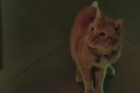 惊奇队长：可怕！人畜无害的小猫咪，下秒竟变成怪物视频封面