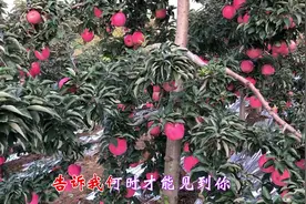 藏歌天籁《香格里拉的约定》，好美的高原情歌，靓丽的声线太好听视频封面