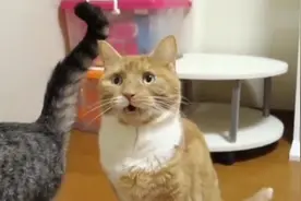 猫咪闻同伴的屁股，居然熏吐了，表情承包了我一天的笑点视频封面