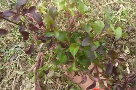 植物“红枸杞菜”也是宝，认识的农民都抢着种，它对人体有好处视频封面