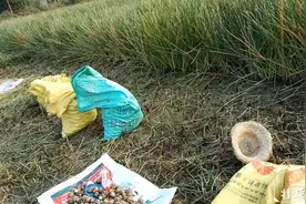 脆甜的马蹄好吃不好挖啊，思匀带你体验广西贺州人挖马蹄全过程视频封面