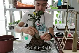 沙漠玫瑰到手处理方法及上盆操作视频封面