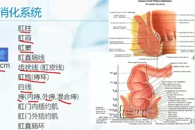 第1章：人体解剖学与生理学-第4节消化系统-大肠视频封面