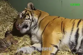 伟大的母爱！老虎妈妈生宝宝，镜头拍下全过程！视频封面
