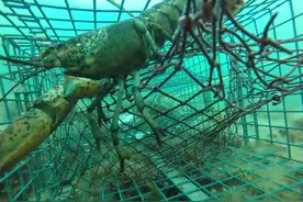 波士顿龙虾是怎么抓上来的？视频封面