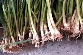 农人栽葱苗，先把葱苗胡须剪掉，看看3块钱买了多少视频封面