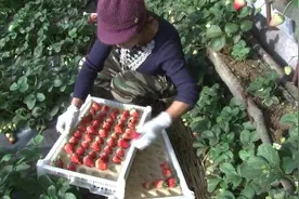 网红水果丹东九九草莓为啥那么好吃，名字咋来的？秘密全在这视频封面