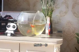 我的天啊，金鱼居然会装死，有没有人解释一下这是什么现象视频封面